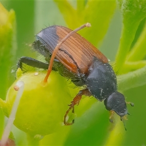 Phyllotocus navicularis (Nectar scarab) at Googong, NSW by WHall