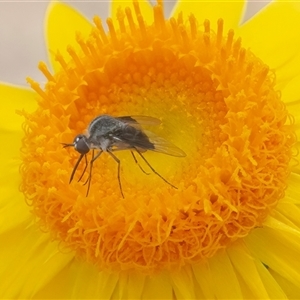 Geron nigralis (Slender bee fly) at Acton, ACT by WHall