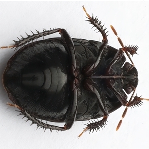 Adrisa sp. (genus) (Burrowing Bug) at Ainslie, ACT by jb2602