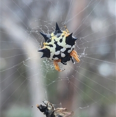 Austracantha minax (Christmas Spider, Jewel Spider) at Carwoola, NSW - 15 Jan 2025 by clarehoneydove