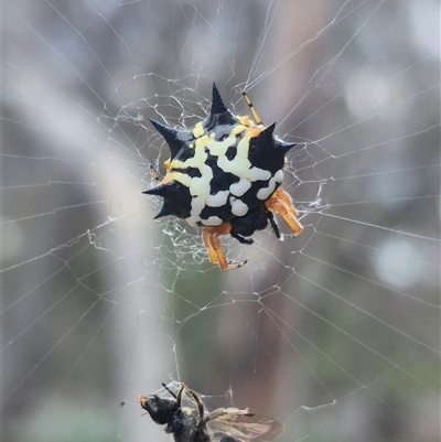 Austracantha minax (Christmas Spider, Jewel Spider) at Carwoola, NSW - 15 Jan 2025 by clarehoneydove