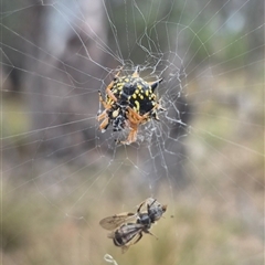 Austracantha minax at Carwoola, NSW - 15 Jan 2025