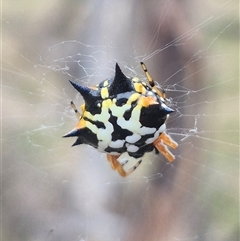 Austracantha minax at Carwoola, NSW - 15 Jan 2025 03:36 PM