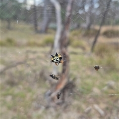 Austracantha minax at Carwoola, NSW - 15 Jan 2025 03:36 PM