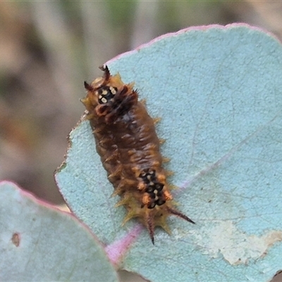 Doratifera oxleyi (Painted Cup Moth) at Carwoola, NSW - 15 Jan 2025 by clarehoneydove