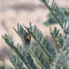 Monolepta minima (Leaf beetle) at Carwoola, NSW - 15 Jan 2025 by clarehoneydove