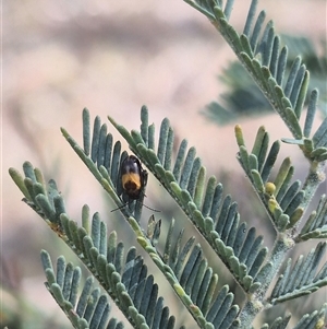 Monolepta minima (Leaf beetle) at Carwoola, NSW by clarehoneydove