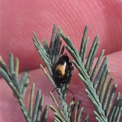 Monolepta minima at Carwoola, NSW - 15 Jan 2025