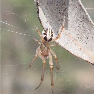 Phonognatha graeffei (Leaf Curling Spider) at Carwoola, NSW by clarehoneydove