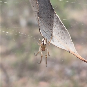 Phonognatha graeffei at Carwoola, NSW - 15 Jan 2025