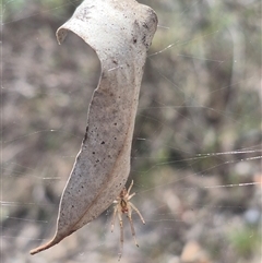 Phonognatha graeffei at Carwoola, NSW - 15 Jan 2025