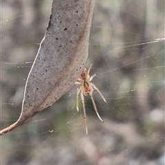 Phonognatha graeffei at Carwoola, NSW - 15 Jan 2025