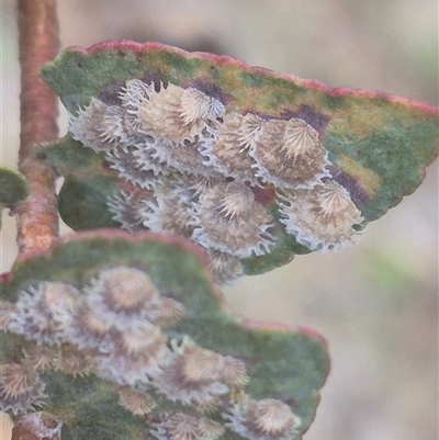 Cardiaspina sp. (genus) (Lace or Basket lerp) at Carwoola, NSW - 15 Jan 2025 by clarehoneydove