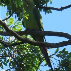 Polytelis swainsonii (Superb Parrot) at Narrabundah, ACT - 15 Jan 2025 by RobParnell