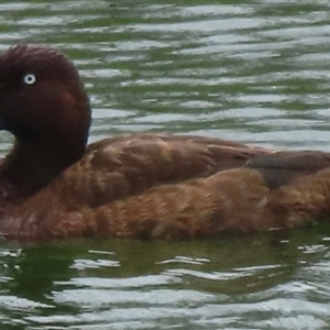 Aythya australis at Araluen, NSW - 14 Jan 2025 06:13 PM