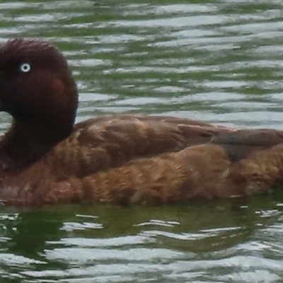 Aythya australis (Hardhead) at Araluen, NSW - 14 Jan 2025 by RobParnell