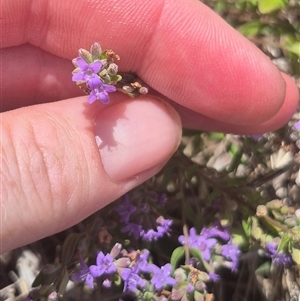 Mentha diemenica at Carwoola, NSW - 15 Jan 2025