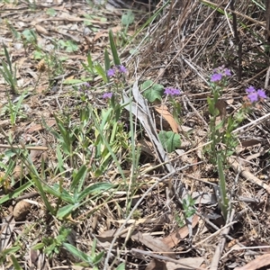 Mentha diemenica at Carwoola, NSW - 15 Jan 2025