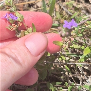 Mentha diemenica at Carwoola, NSW - 15 Jan 2025