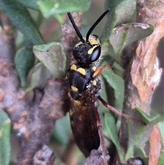 Crabronidae (family) (Sand wasp) at Bungendore, NSW by clarehoneydove