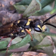 Crabronidae (family) at Bungendore, NSW - suppressed