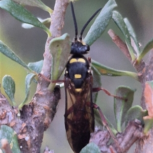 Crabronidae (family) at Bungendore, NSW - suppressed