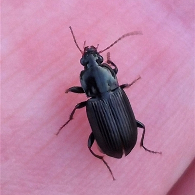 Pterostichini (tribe) (A Carabid beetle) at Bungendore, NSW - 14 Jan 2025 by clarehoneydove