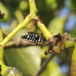 Ellipsidion australe at Duffy, ACT - 14 Jan 2025