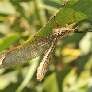 Nymphes myrmeleonoides (Blue eyes lacewing) at Duffy, ACT by Harrisi