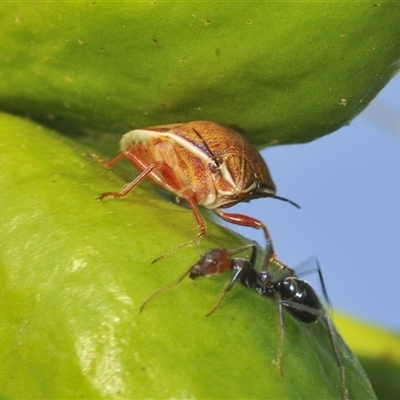 Coleotichus costatus (Green shield-backed bug) at Duffy, ACT - 14 Jan 2025 by Harrisi