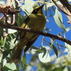 Lichenostomus melanops (Yellow-tufted Honeyeater) at Ingeegoodbee, NSW - 8 Jan 2025 by RobParnell