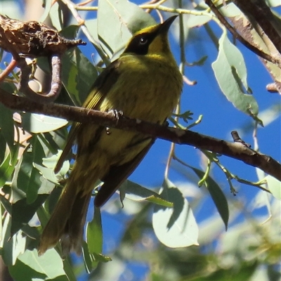 Lichenostomus melanops (Yellow-tufted Honeyeater) at Ingeegoodbee, NSW - 8 Jan 2025 by RobParnell