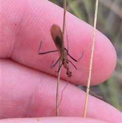 Leptomyrmex sp. (genus) (Spider ant) at Primrose Valley, NSW - 12 Jan 2025 by clarehoneydove