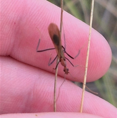 Leptomyrmex sp. (genus) (Spider ant) at Primrose Valley, NSW - 12 Jan 2025 by clarehoneydove