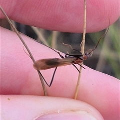 Leptomyrmex sp. (genus) at Primrose Valley, NSW - 12 Jan 2025 02:50 PM