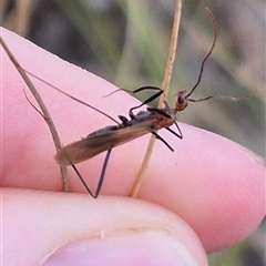 Leptomyrmex sp. (genus) at Primrose Valley, NSW - 12 Jan 2025