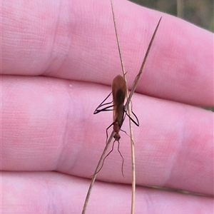 Leptomyrmex sp. (genus) at Primrose Valley, NSW - 12 Jan 2025 02:50 PM