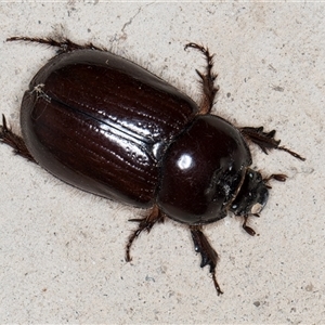 Dasygnathus sp. (genus) at Melba, ACT by kasiaaus