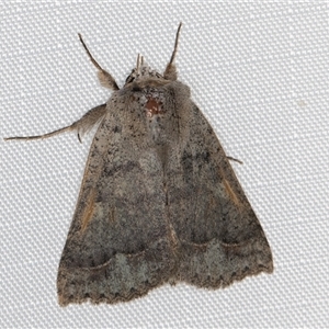 Pantydia diemeni at Melba, ACT - 11 Jan 2025 11:08 PM