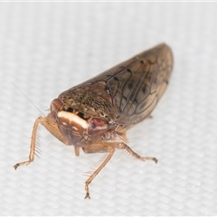 Thamnophryne nysias (A leafhopper) at Melba, ACT - 11 Jan 2025 by kasiaaus