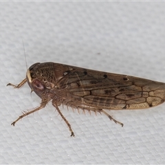 Thamnophryne nysias at Melba, ACT - 11 Jan 2025 11:11 PM