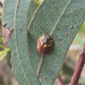 Paropsisterna bimaculata (Tasmanian Eucalyptus Leaf Beetle) at Carwoola, NSW by clarehoneydove