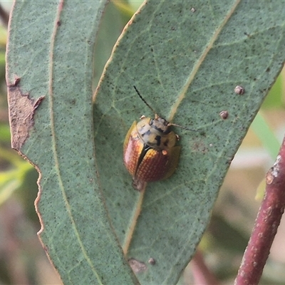 Paropsisterna bimaculata (Tasmanian Eucalyptus Leaf Beetle) at Carwoola, NSW - 15 Jan 2025 by clarehoneydove