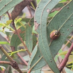 Paropsisterna bimaculata at Carwoola, NSW - 15 Jan 2025 03:45 PM