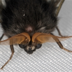 Hyalarcta huebneri at Melba, ACT - 12 Jan 2025