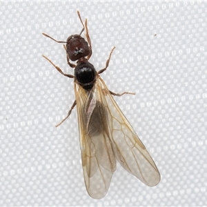 Formicidae (family) at Melba, ACT - 11 Jan 2025