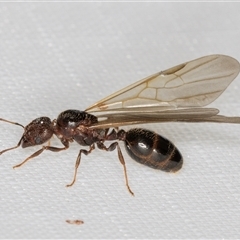 Formicidae (family) at Melba, ACT - 11 Jan 2025