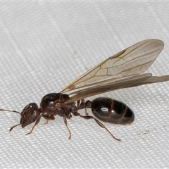 Formicidae (family) at Melba, ACT - 11 Jan 2025