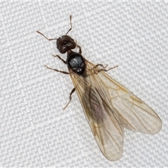 Formicidae (family) at Melba, ACT - 11 Jan 2025