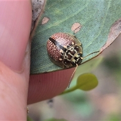 Paropsisterna decolorata (A Eucalyptus leaf beetle) at Carwoola, NSW - 15 Jan 2025 by clarehoneydove